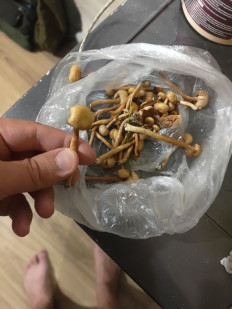 Гриб из Сочи , Россия