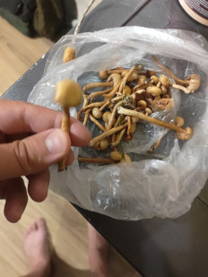 Гриб из Сочи , Россия