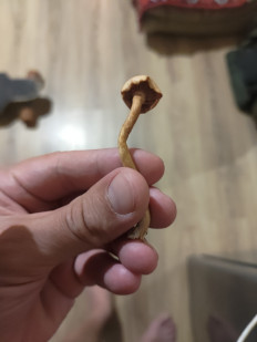 Гриб из Сочи , Россия