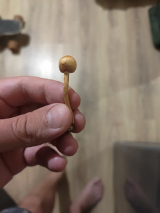 Гриб из Сочи , Россия