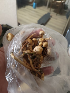 Гриб из Сочи , Россия