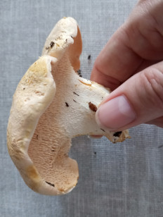 Ежовик жёлтый