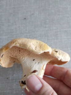 Ежовик жёлтый