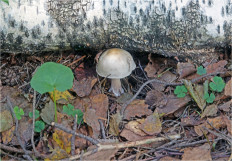 Гриб из Москва