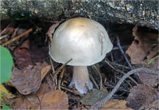 Гриб из Москва