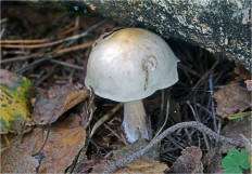 Гриб из Москва