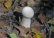 Гриб из Москва