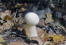 Гриб из Москва