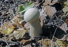 Гриб из Москва