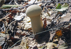 Гриб из Москва