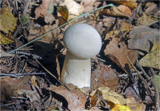 Гриб из Москва