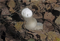 Гриб из Москва