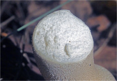 Гриб из Москва