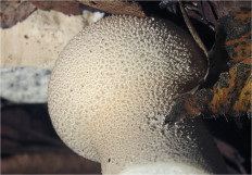 Гриб из Москва