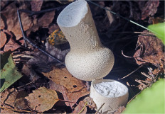 Гриб из Москва