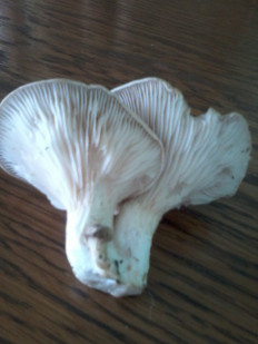 Гриб из евастополь