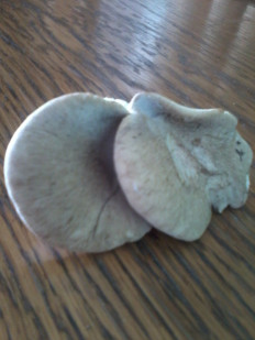 Гриб из евастополь