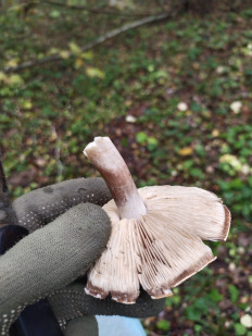 Гриб из калуга