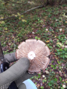 Гриб из калуга