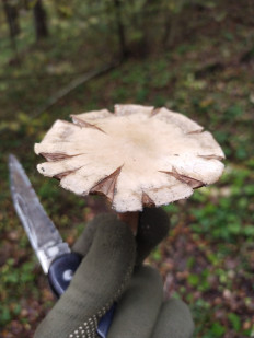 Гриб из калуга