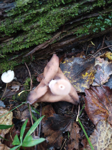 Строчок осенний