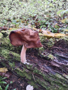 Строчок осенний