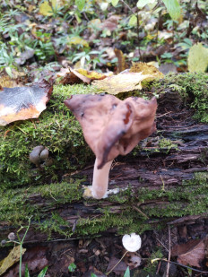 Строчок осенний