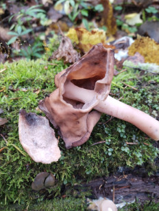 Строчок осенний