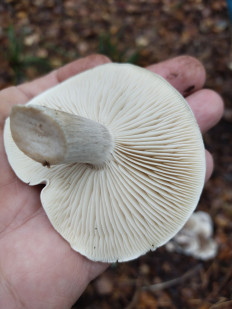 Рядовка мыльная