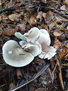 Рядовка мыльная