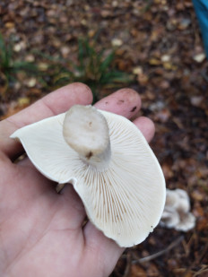 Рядовка мыльная