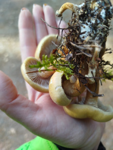 Гриб из Щеглово