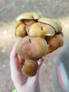 Гриб из Щеглово