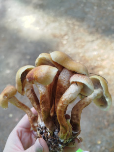 Гриб из Щеглово