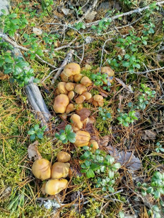 Гриб из Щеглово