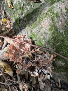 Гриб из сочи