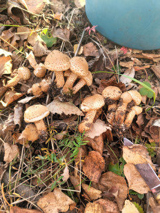 Гриб из Уфа