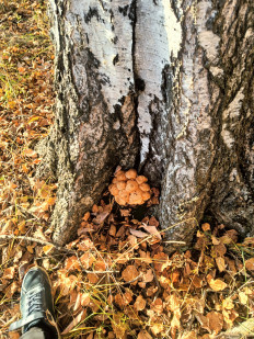 Гриб из Уфа