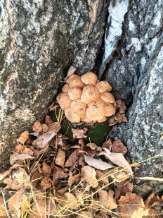 Гриб из Уфа