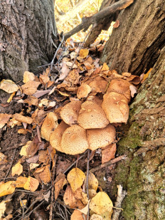 Гриб из Уфа