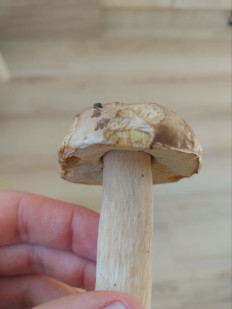 Гриб из Вильнюс