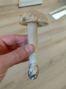 Гриб из Вильнюс