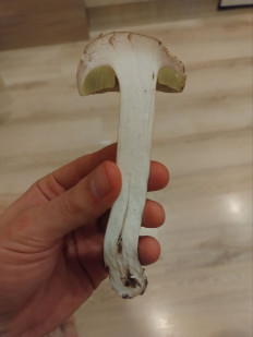 Гриб из Вильнюс