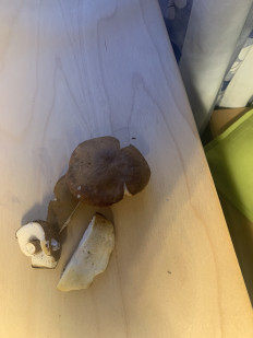 Гриб из Lugano