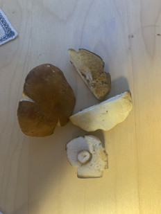 Гриб из Lugano