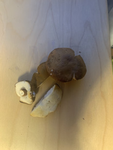 Гриб из Lugano