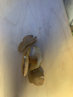 Гриб из Lugano