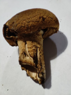 Гриб из Брянск