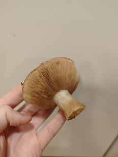 Гриб из Худиксваль