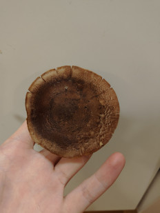 Гриб из Худиксваль